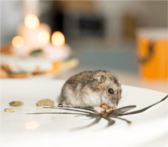 Mice Control Reset Program