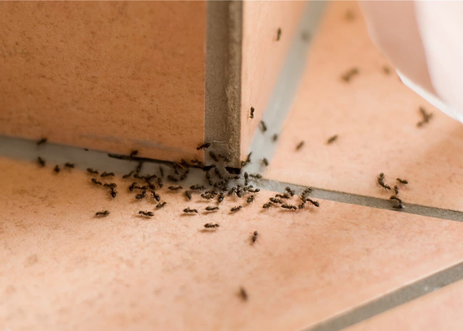 Ant Defense Grid System